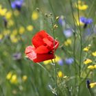 Klatschmohn