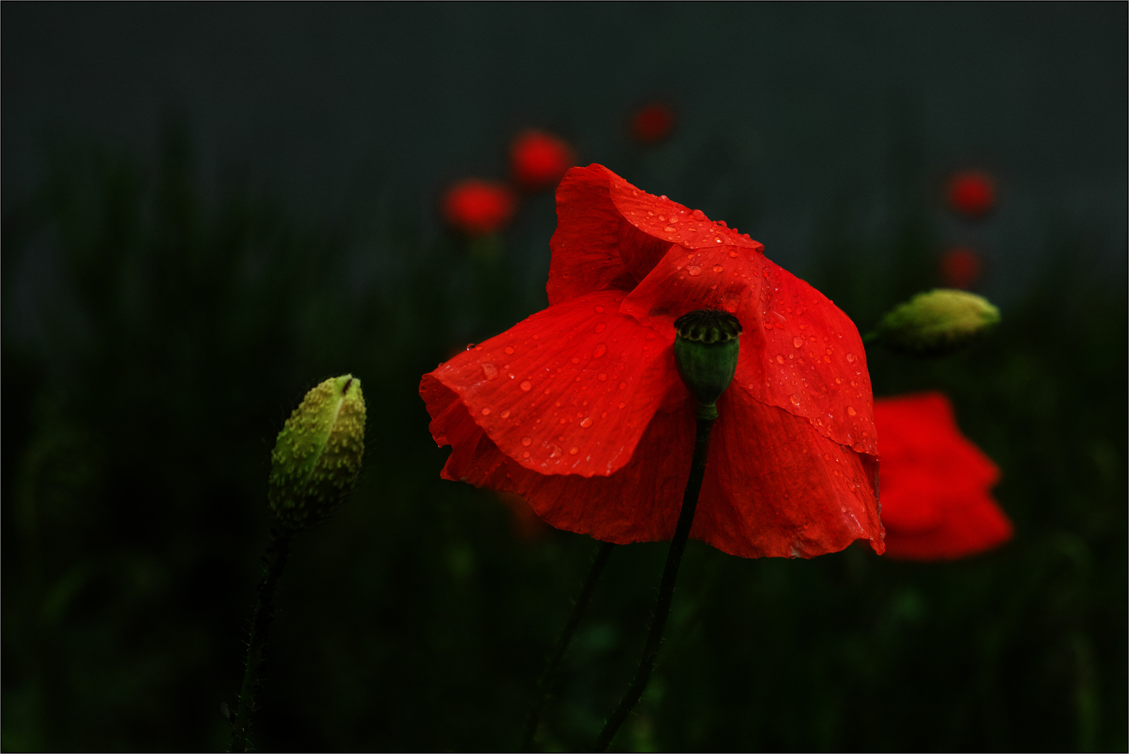 Klatschmohn