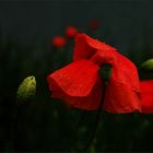 Klatschmohn