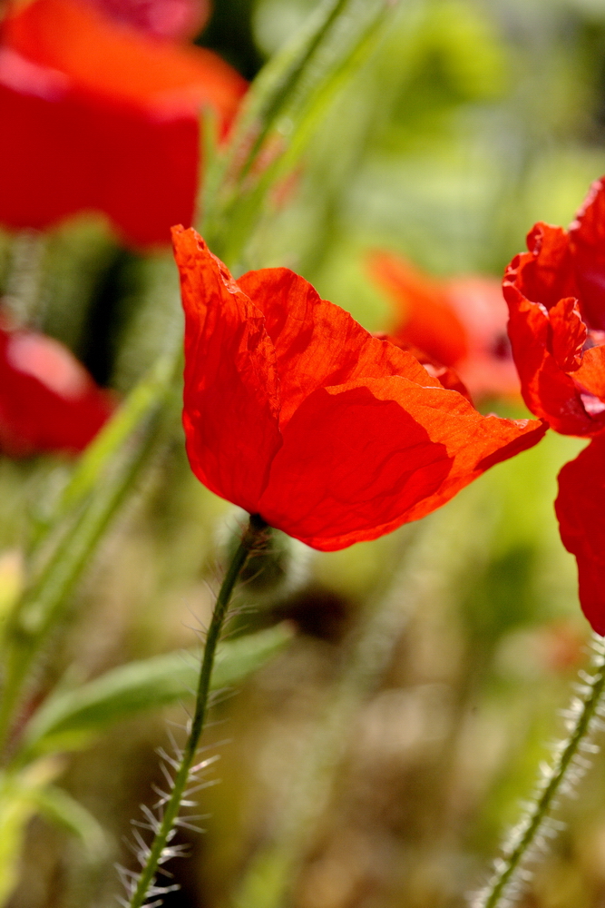 Klatschmohn