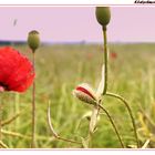 Klatschmohn