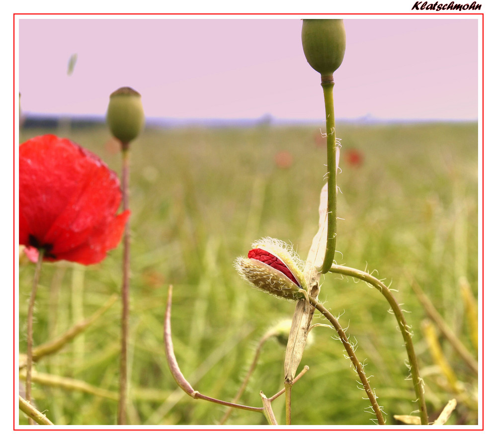 Klatschmohn