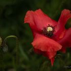 Klatschmohn