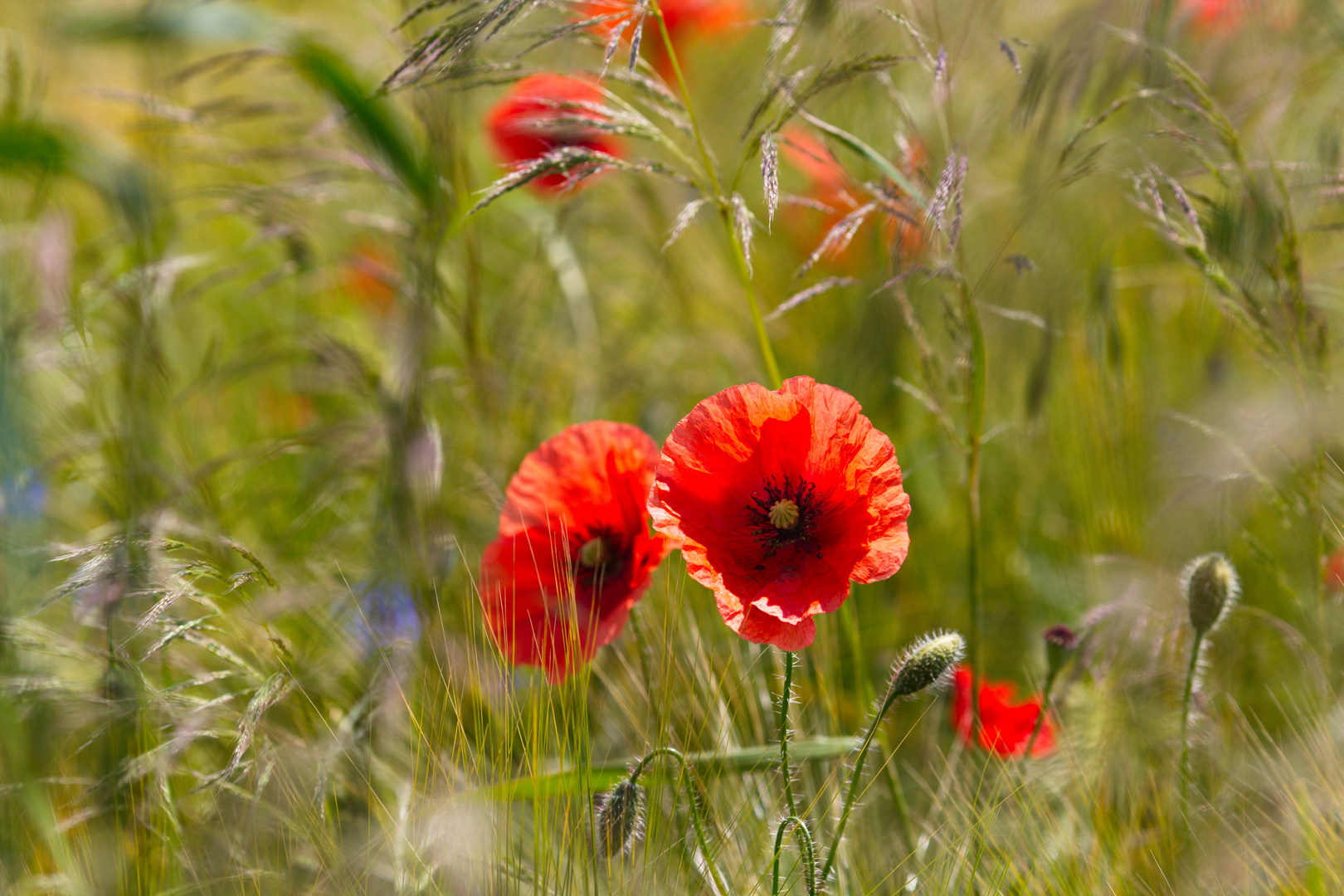 Klatschmohn