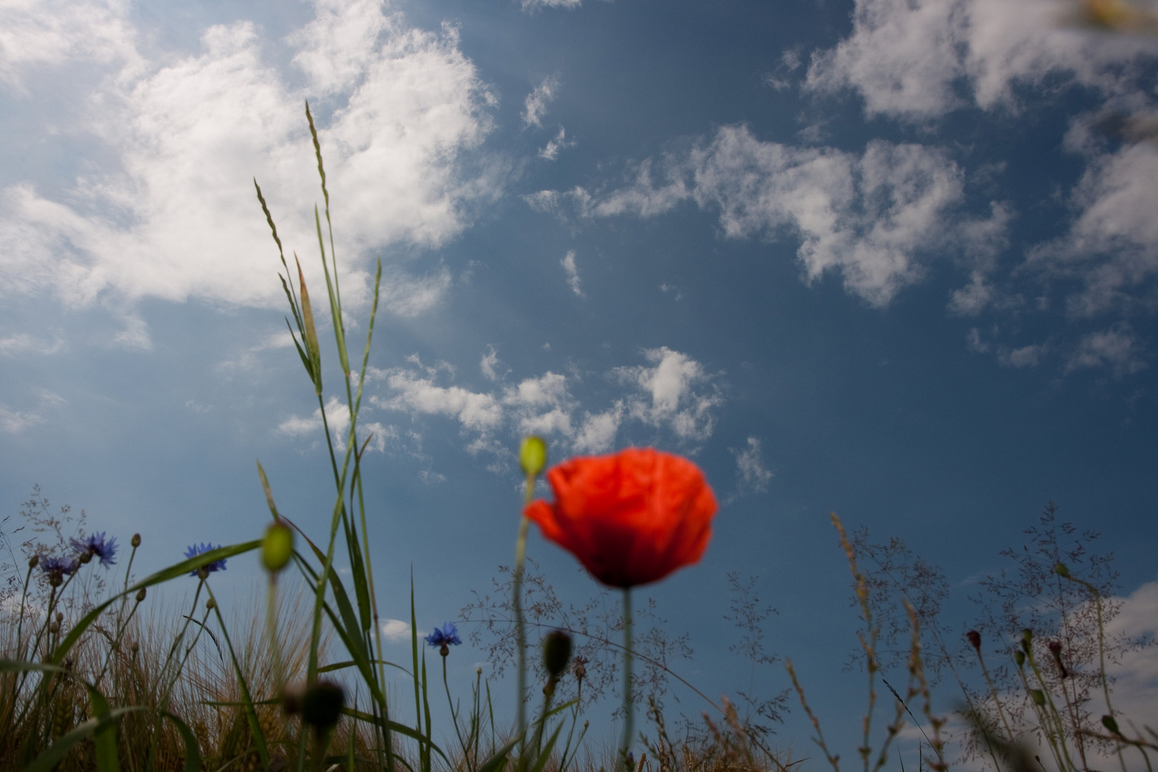 Klatschmohn