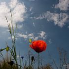 Klatschmohn