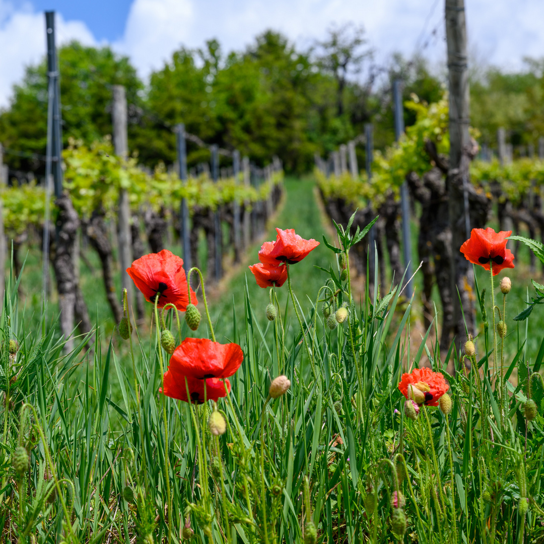 Klatschmohn