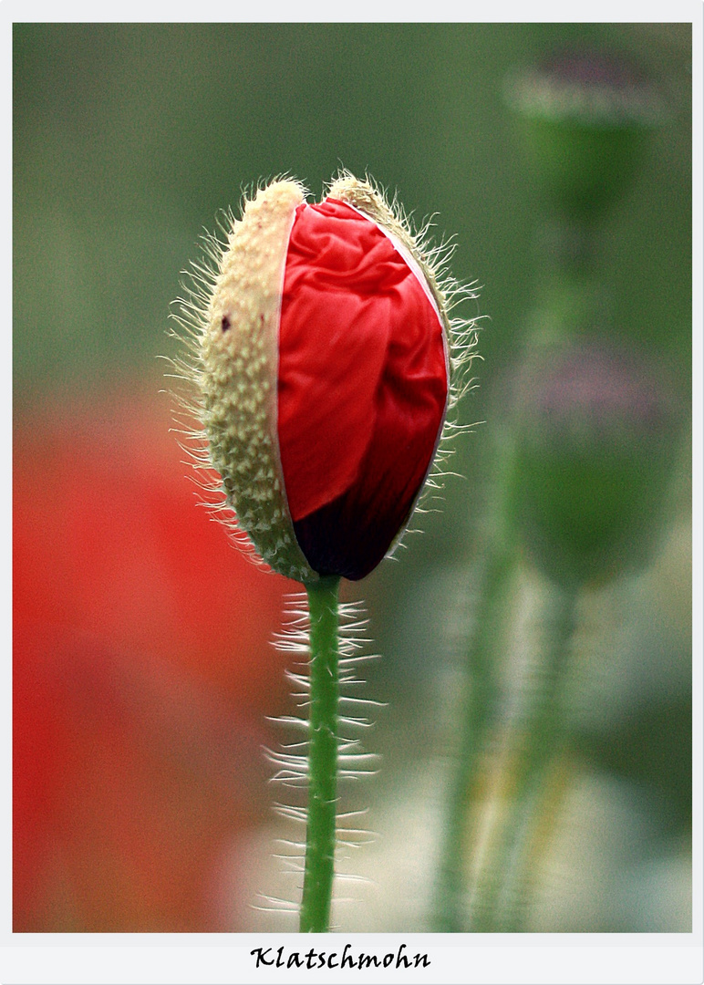 Klatschmohn