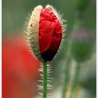 Klatschmohn