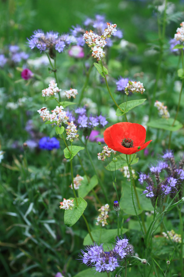 Klatschmohn