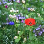 Klatschmohn