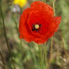 Klatschmohn