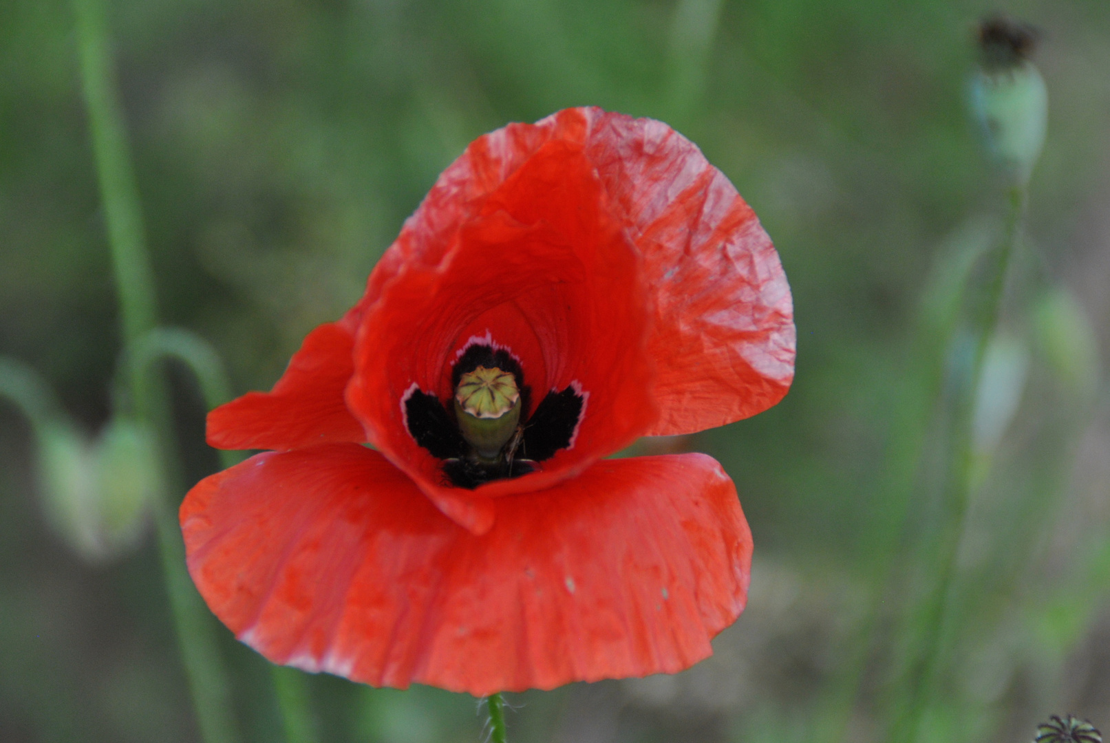 Klatschmohn