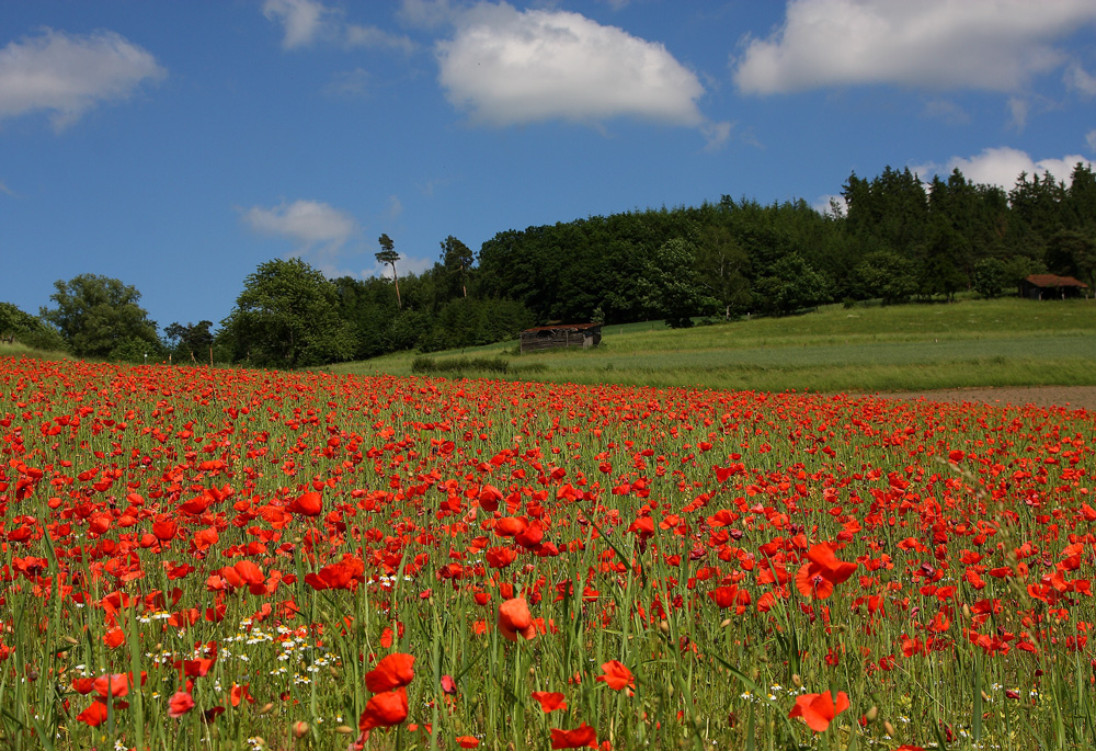 Klatschmohn