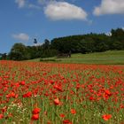 Klatschmohn