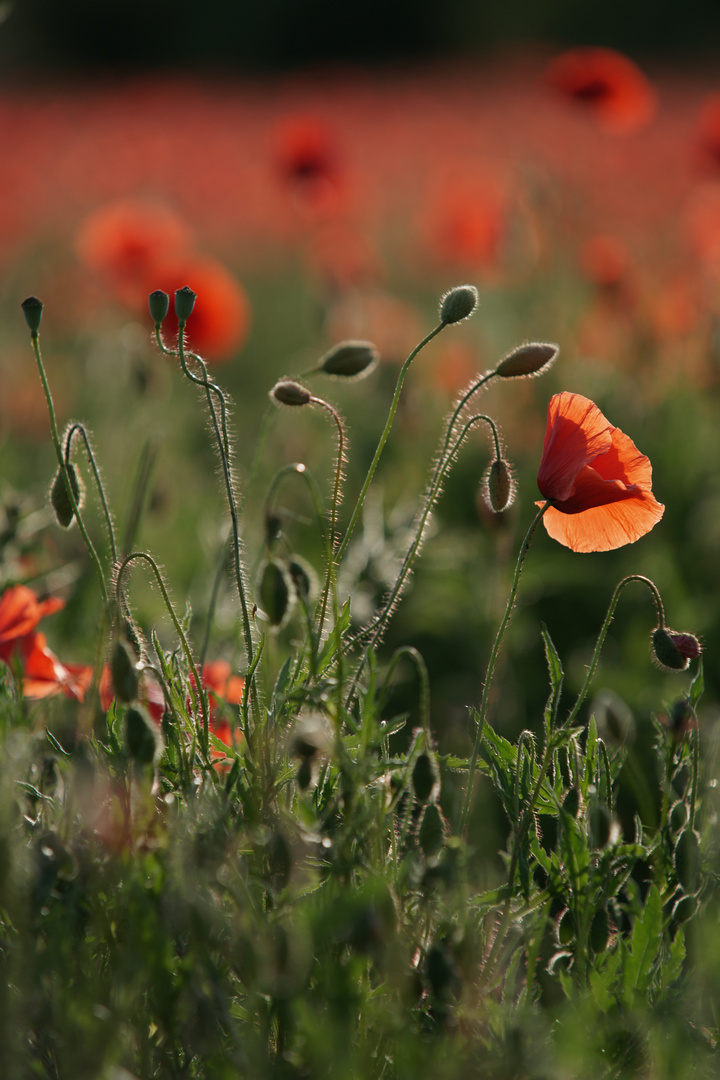 Klatschmohn