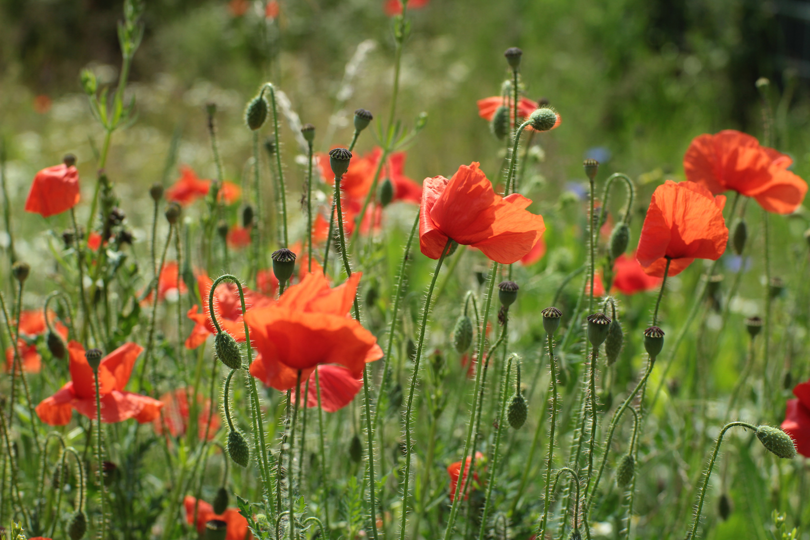 Klatschmohn