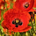 Klatschmohn...............