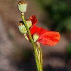 Klatschmohn...