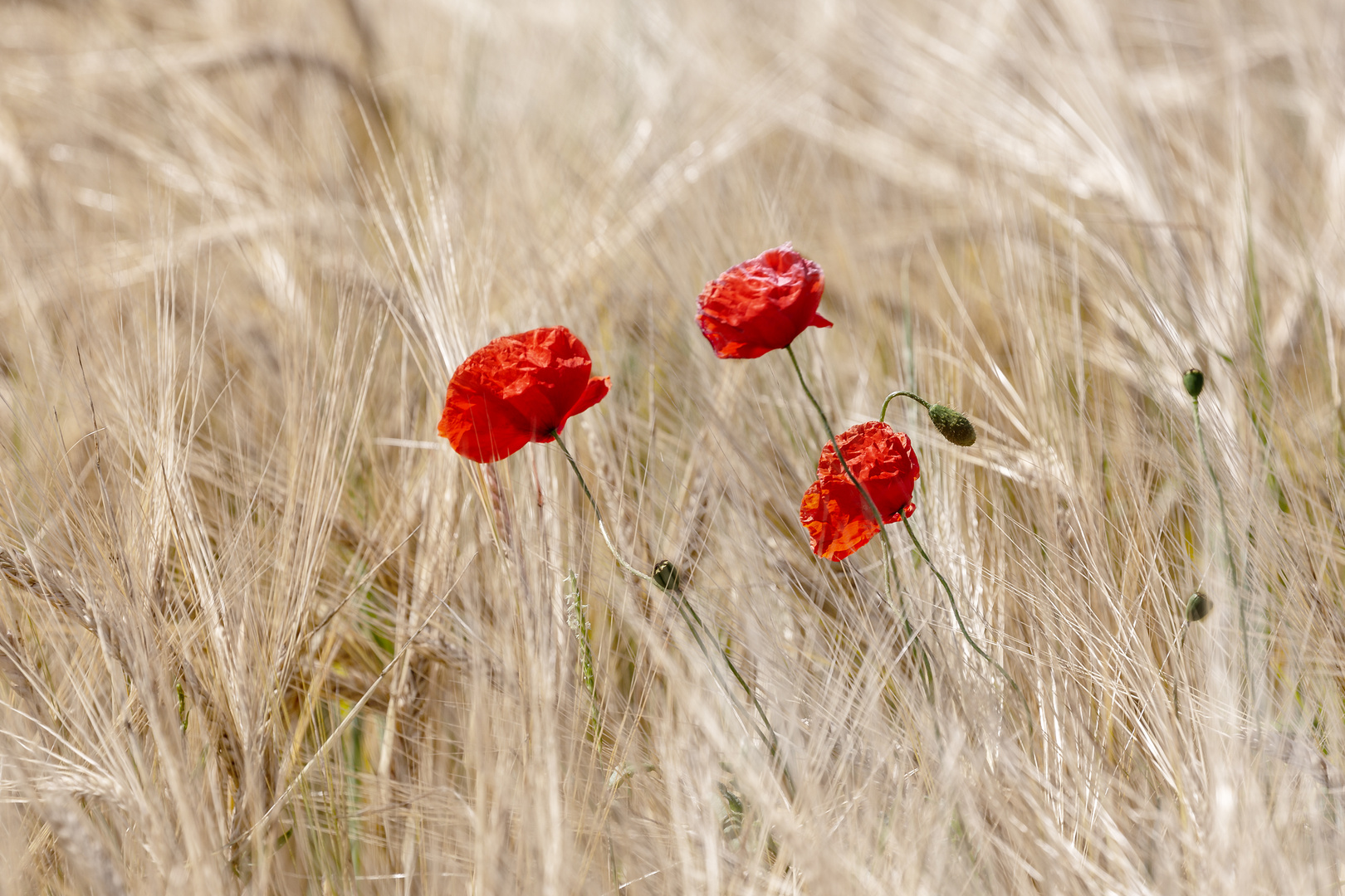 Klatschmohn 