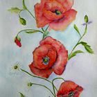 Klatschmohn