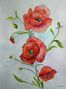 Klatschmohn by Ruth (die Rudi) Loesche