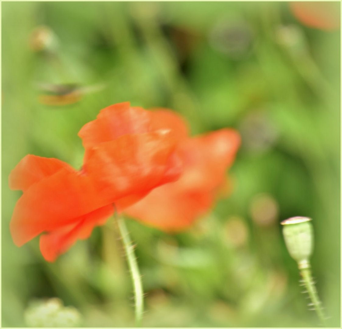 ... Klatschmohn abstrakt ...