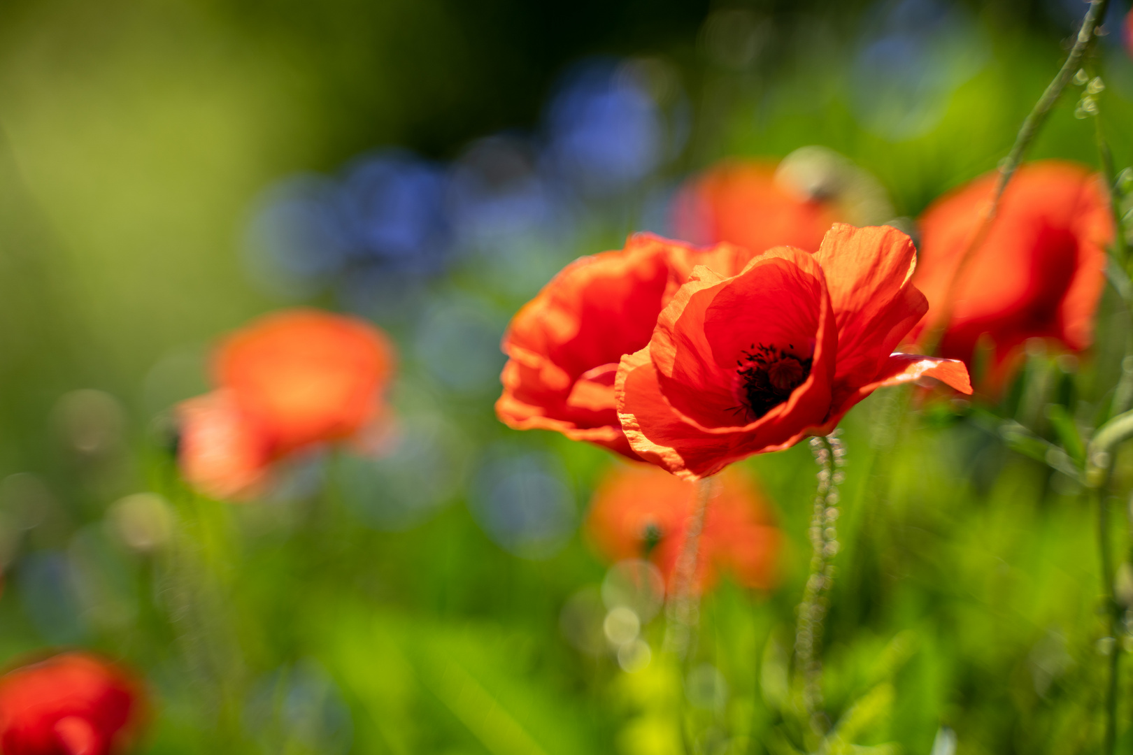 Klatschmohn