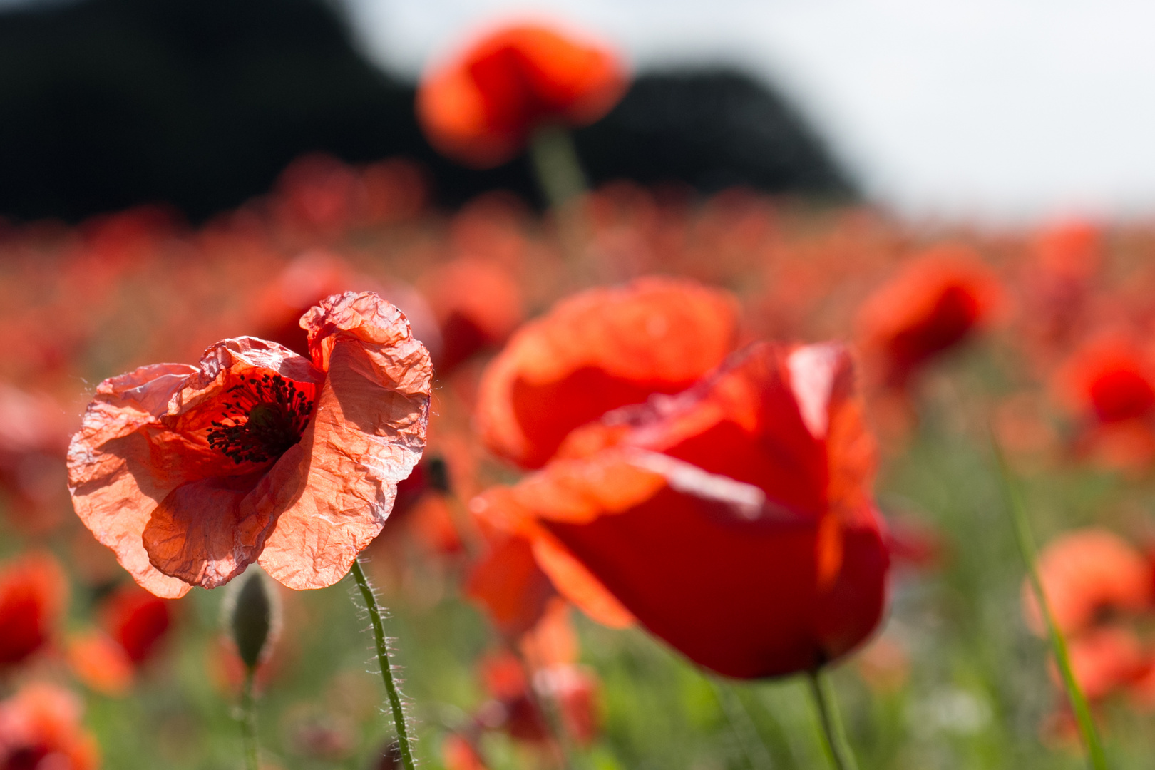 Klatschmohn