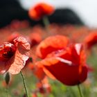 Klatschmohn