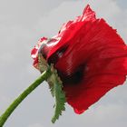 Klatschmohn