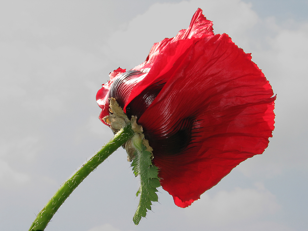 Klatschmohn