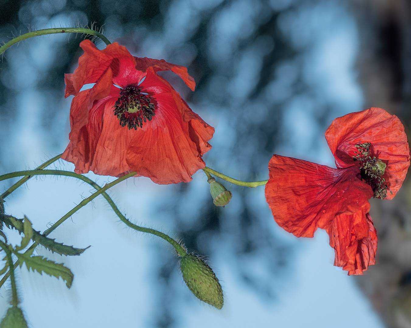 Klatschmohn