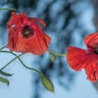 Klatschmohn