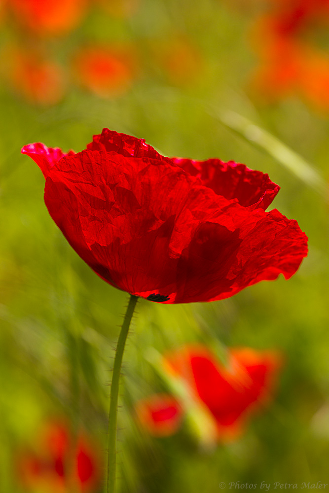 Klatschmohn