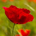 Klatschmohn