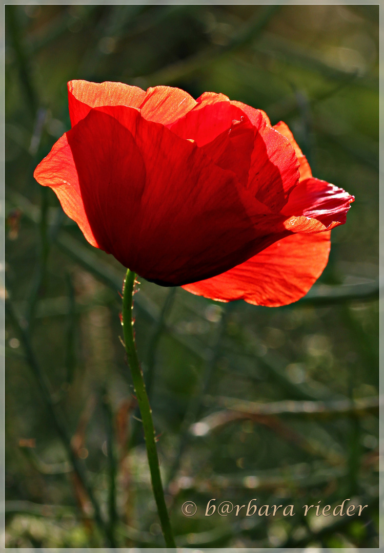 Klatschmohn am Abend