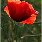 Klatschmohn am Abend