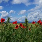 Klatschmohn am Asmusstedter Flugfeld