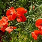 Klatschmohn am Feldesrand