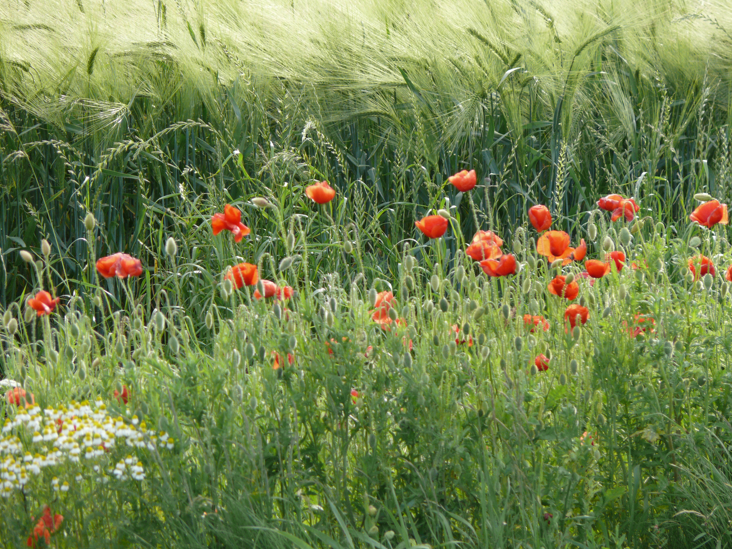 Klatschmohn am Feldrand