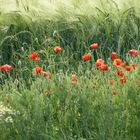 Klatschmohn am Feldrand