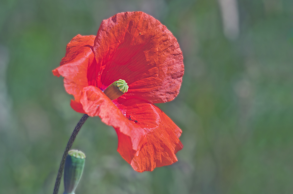 Klatschmohn am Feldrand