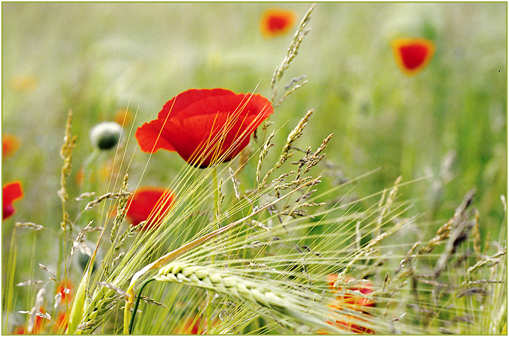 Klatschmohn am Feldrand