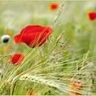 Klatschmohn am Feldrand