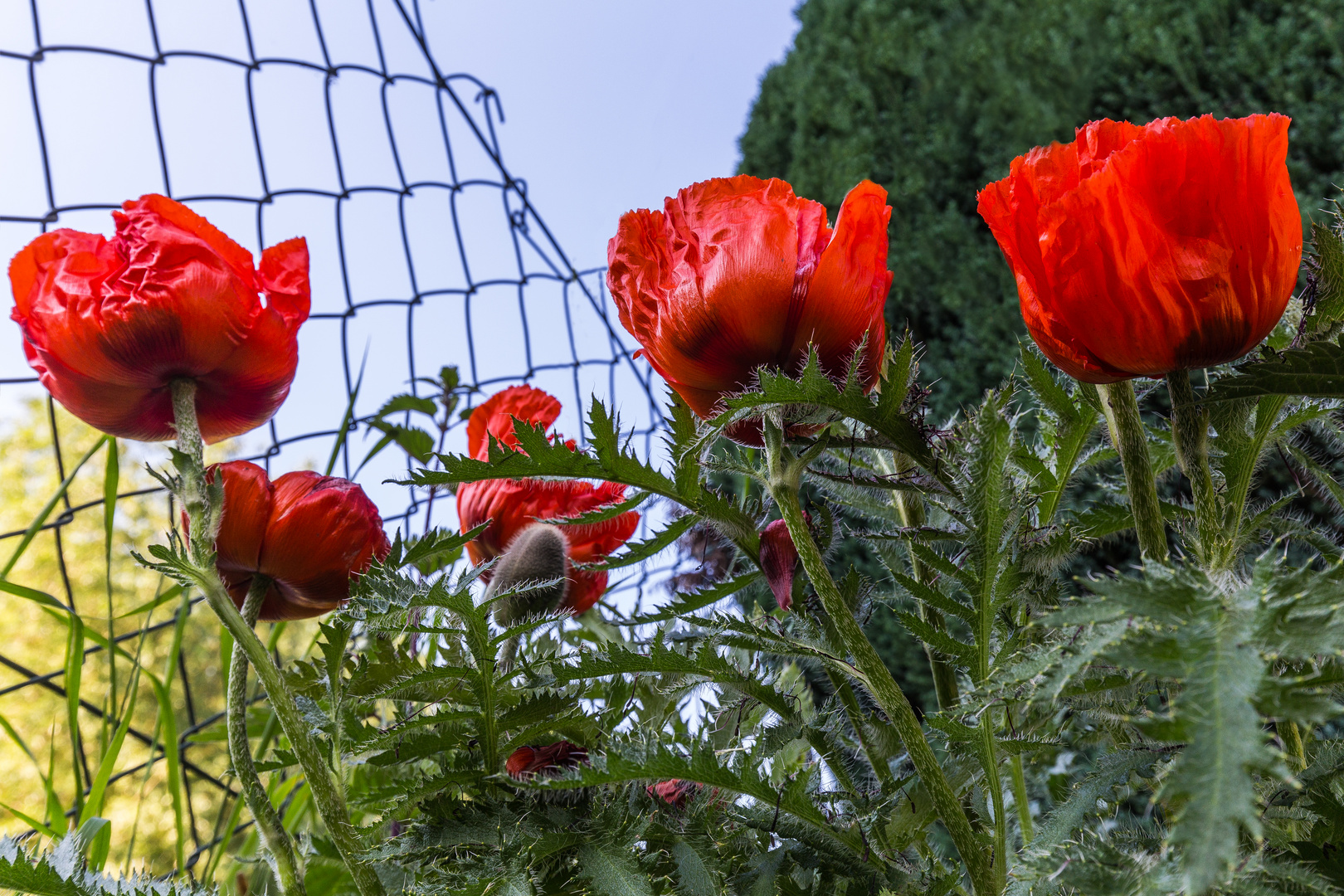 Klatschmohn am Gartenzaun