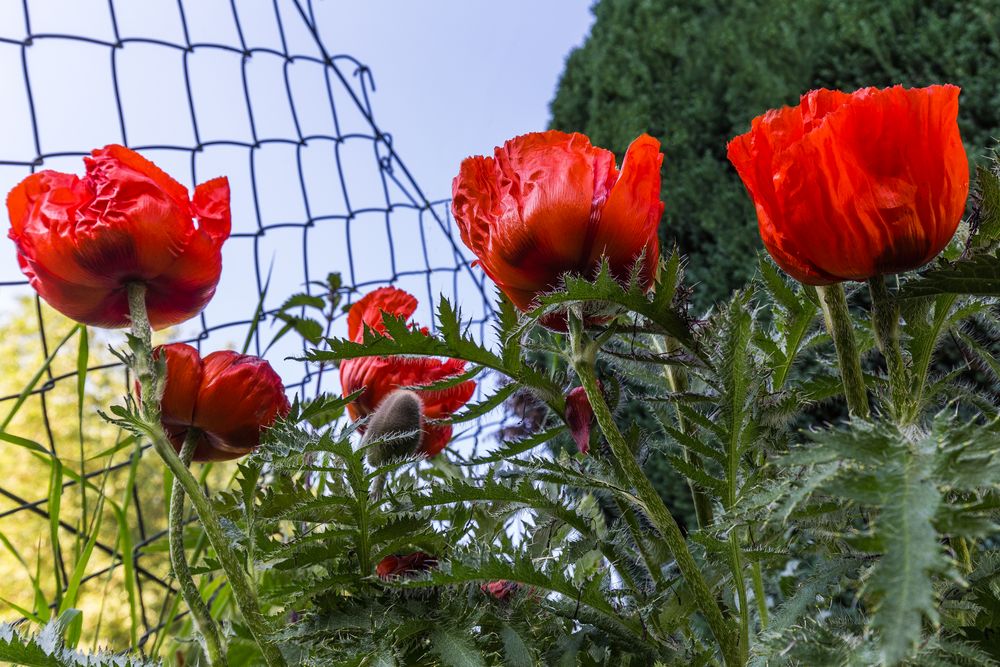 Klatschmohn am Gartenzaun