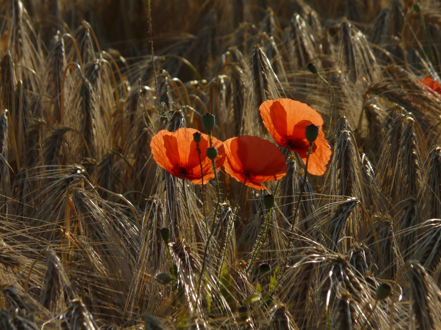 Klatschmohn am Getreidefeld