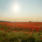 Klatschmohn am Morgen....