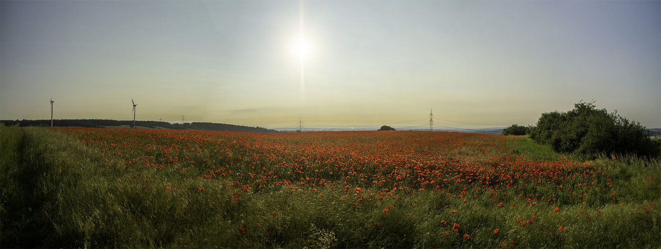 Klatschmohn am Morgen....